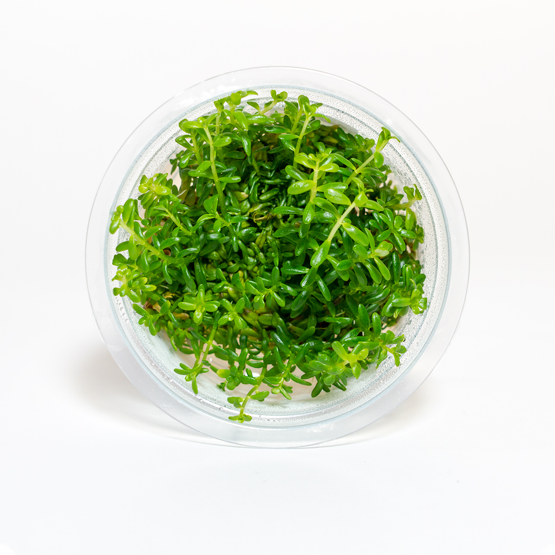 rotala rotundifolia green aquarium plant in shipping container with vibrant foliage