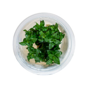 Staurogyne repens plant in shipping container for freshwater aquariums