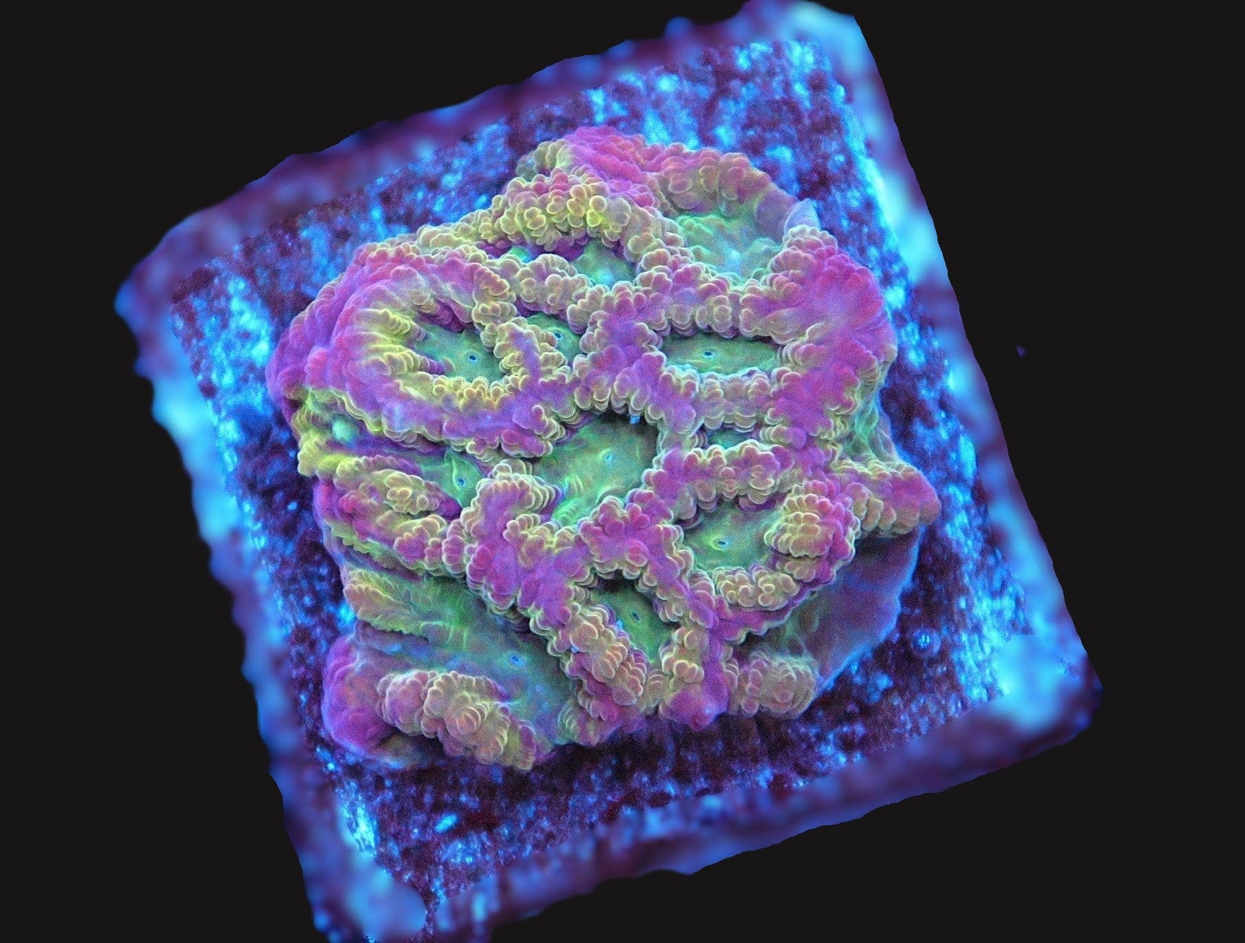 SDC Scorpion King Favites Brain; Cultured - Favites sp.