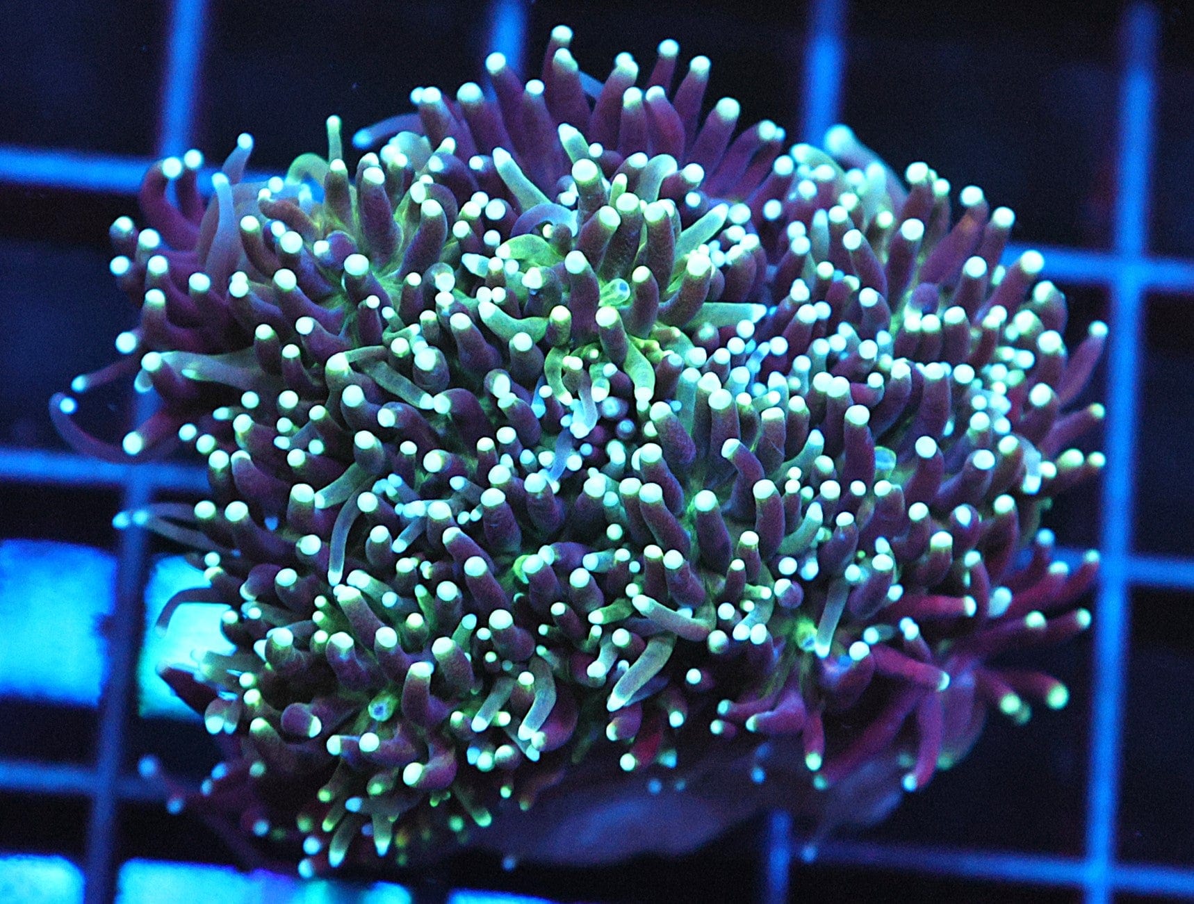 SDC Swamp Gas Galaxea; Cultured - Galaxea sp