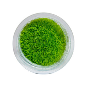Utricularia graminifolia plant in container for freshwater aquarium