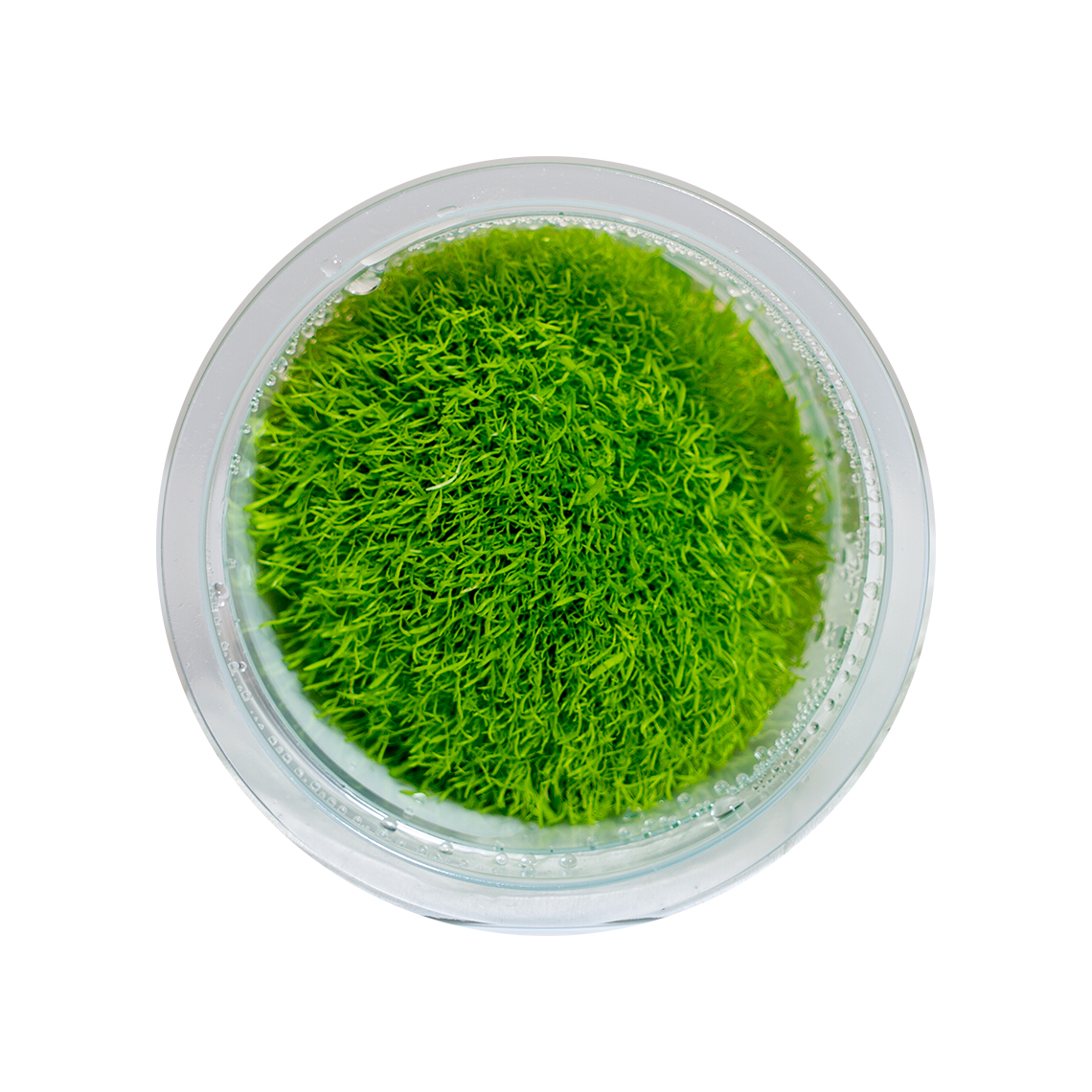 Utricularia graminifolia plant in container for freshwater aquarium