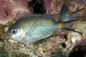 Damsel: Yellow Lined Chromis