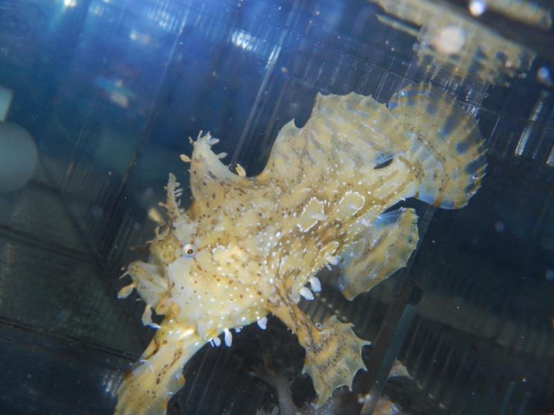 Sargassum Angler Fish with mottled tan coloration and flowing fins