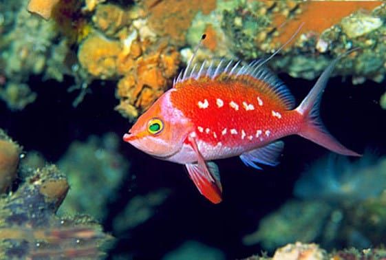 Anthias: Japanese Sacura