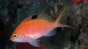 Anthias: Sacura; Female; Japan