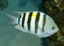 Sergeant Major Damsel - Abudefduf saxatilis