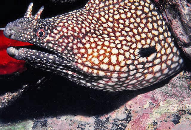 Eel: Flagged Moray