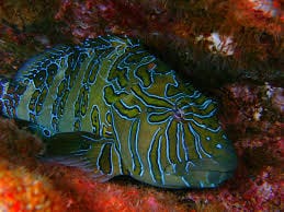 Hawk: Giant fish; Mex.