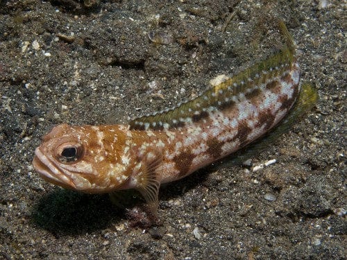 Jawfish: Bullseye