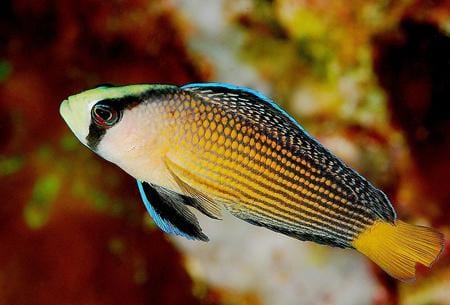 Splendid Pseudo - Pseudochromis splendens