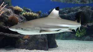 Black Tip Reef Shark - Carcharhinus melanopterus swimming in a large marine aquarium with open space