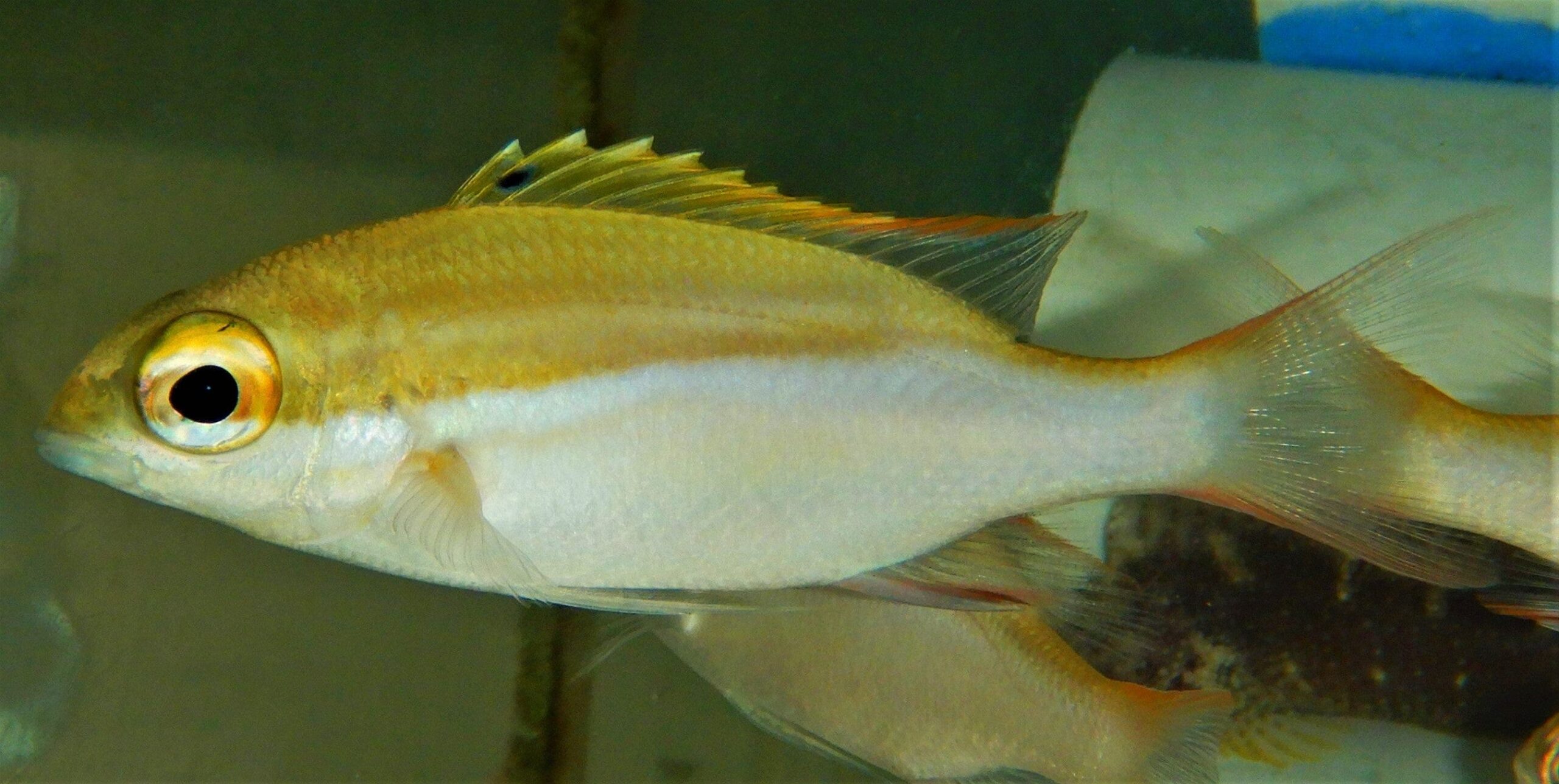 Snapper: Golden; Fiji