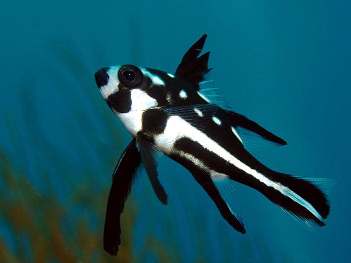 Snapper: Macolor