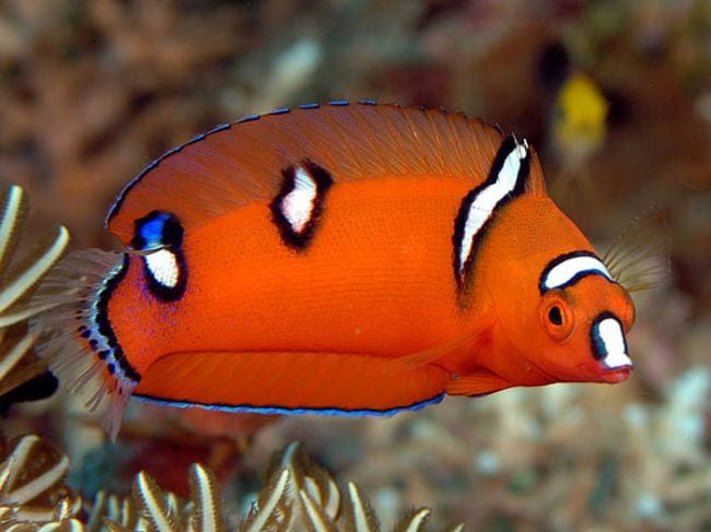 Red Coris Wrasse; Juv; Fiji - Coris gaimard