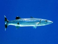Misc. Fish: Barracuda