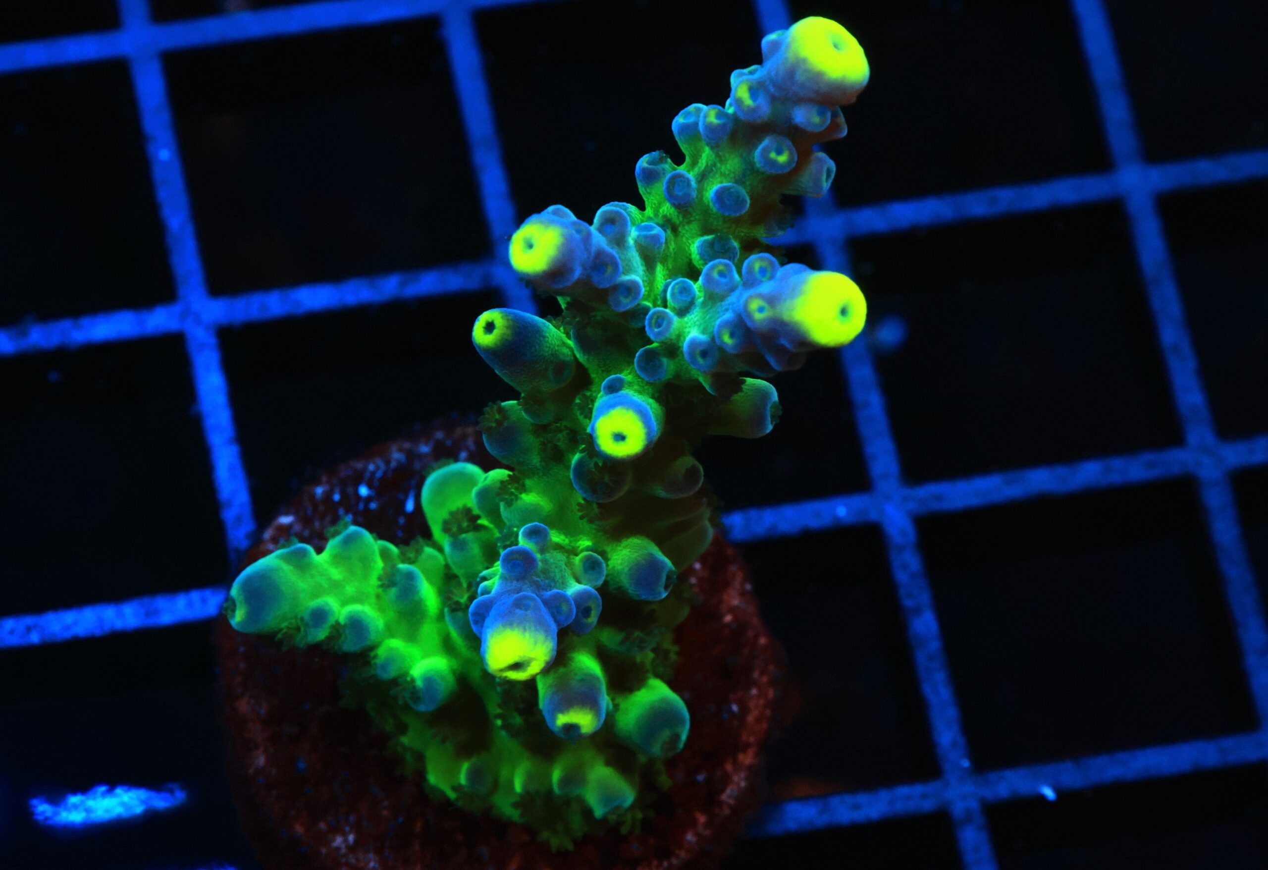 SDC Ice Cap Acropora; Cultured - Acropora sp