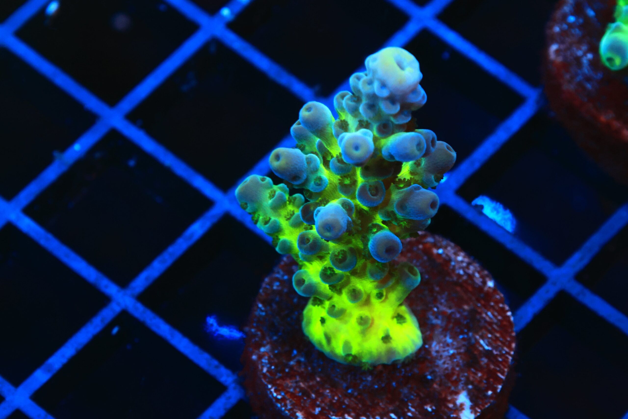 SDC Cali Tort Acropora; Cultured - Acropora tortuosa