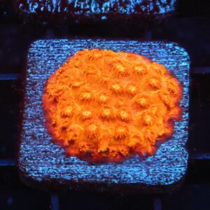 SDC Cyphastrea: Pumpkin Patch Cult