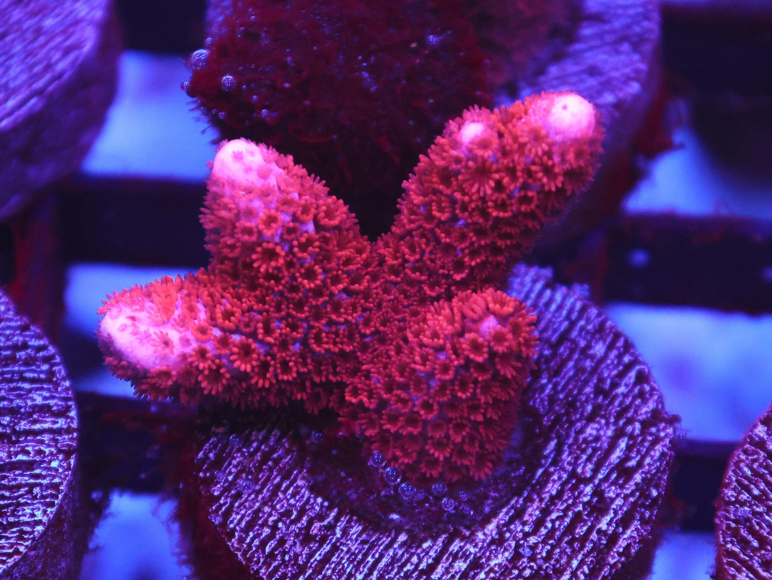 SDC Red Montipora Digitata; Cultured - Montipora digitata