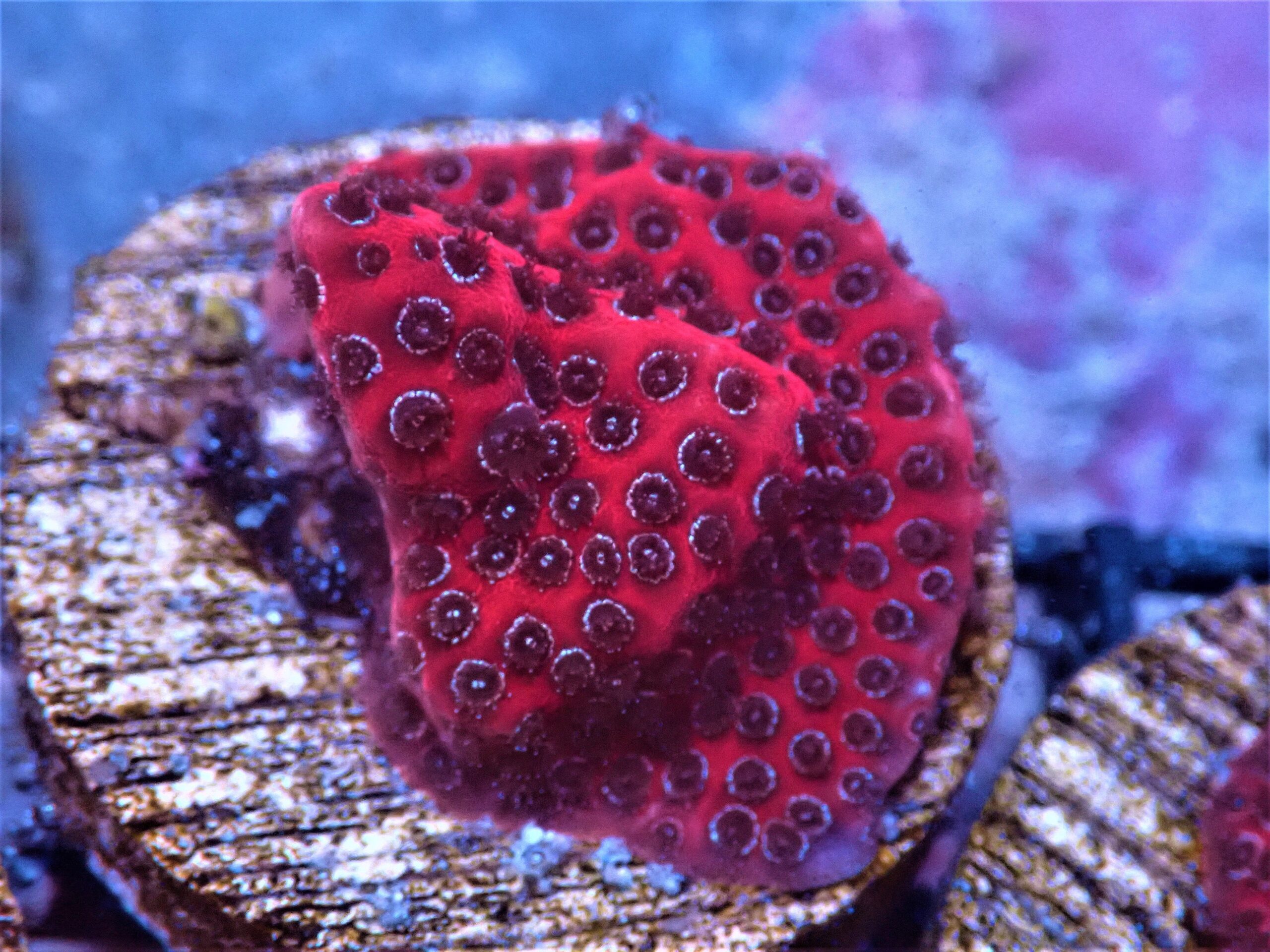 SDC Darth Maul Porites; Cultured - Porites sp