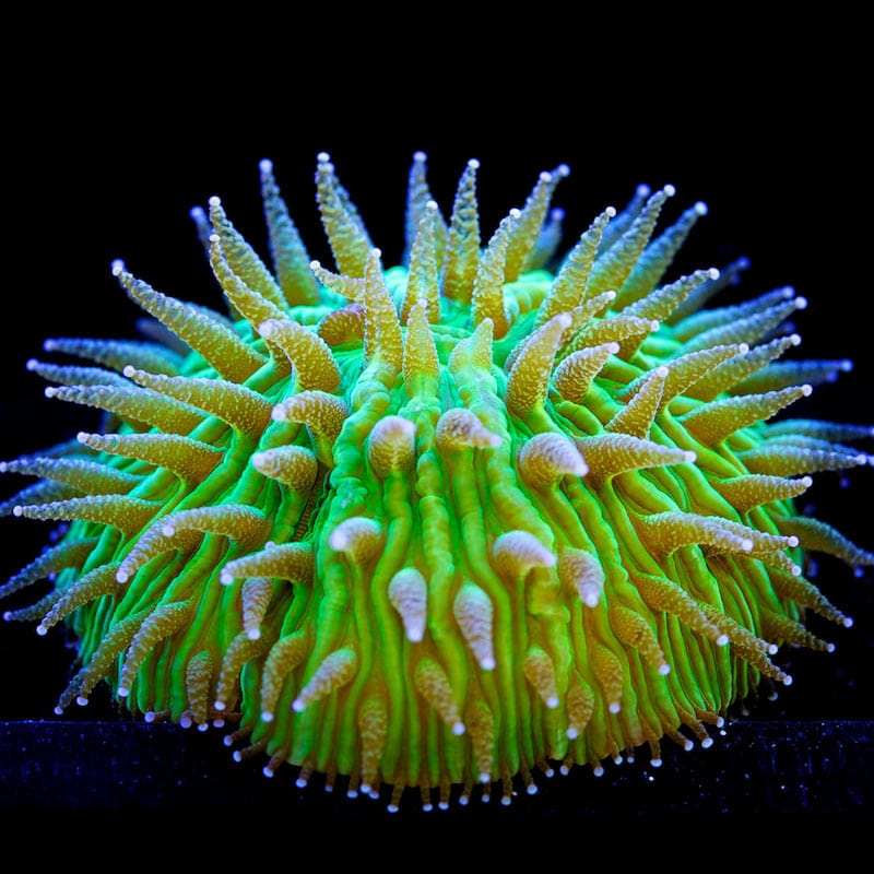Fungia Dome Coral; Green; Metallic; Aust - Fungia sp