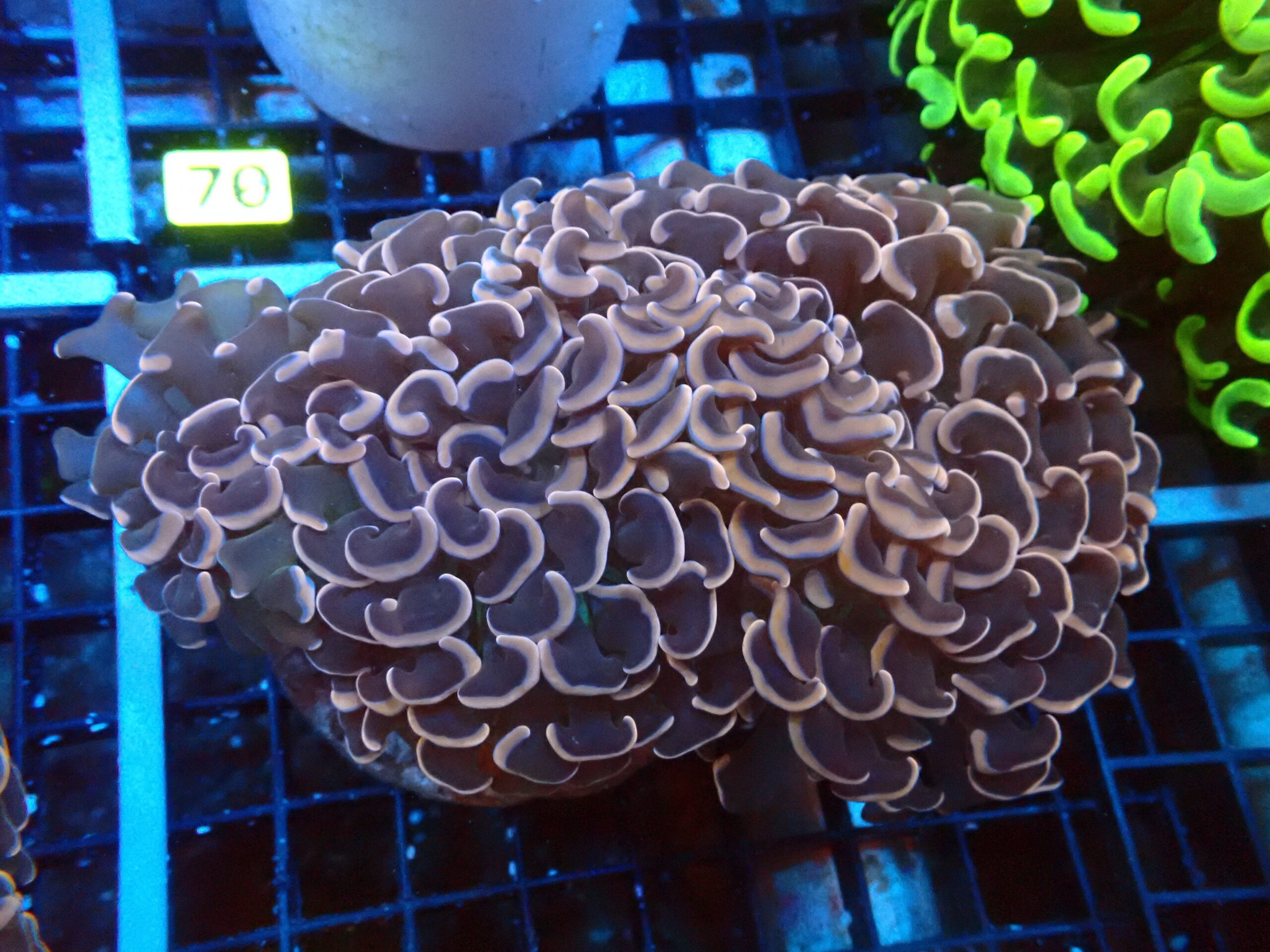 Hammer Coral; Pink/Peach Australia - Euphyllia ancora