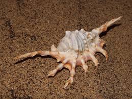 Spider Conch - Lambis lambis