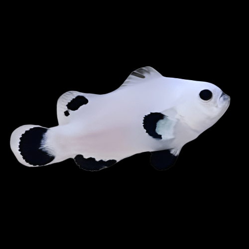 Snow Storm Ocellaris Clownfish Captive Bred in a dark container