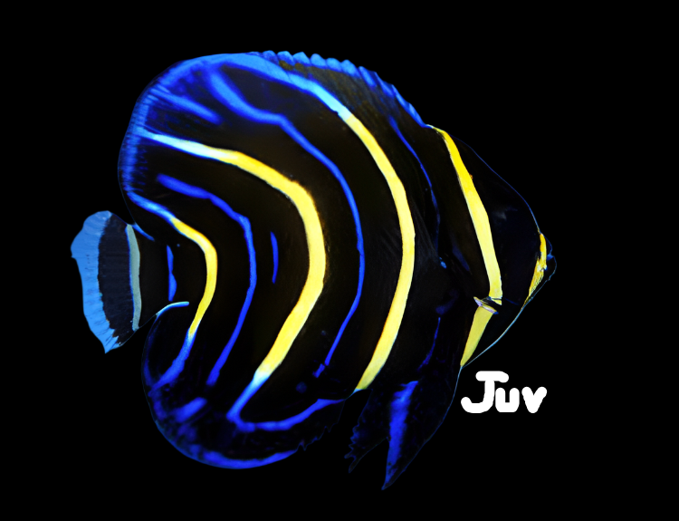 Cortez Angel; Juv. - Pomacanthus zonipectus