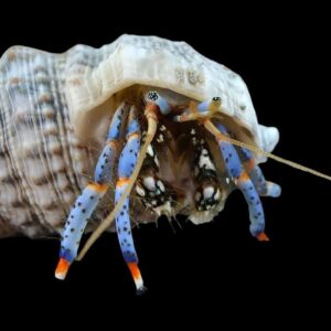 Crab: Blue Leg Reef Hermit; Atl