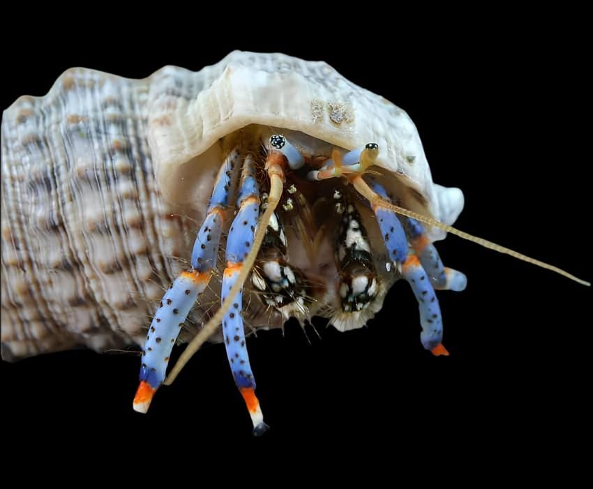 Blue Leg Reef Hermit Crab; Atl.; Large - Paguristes sp.