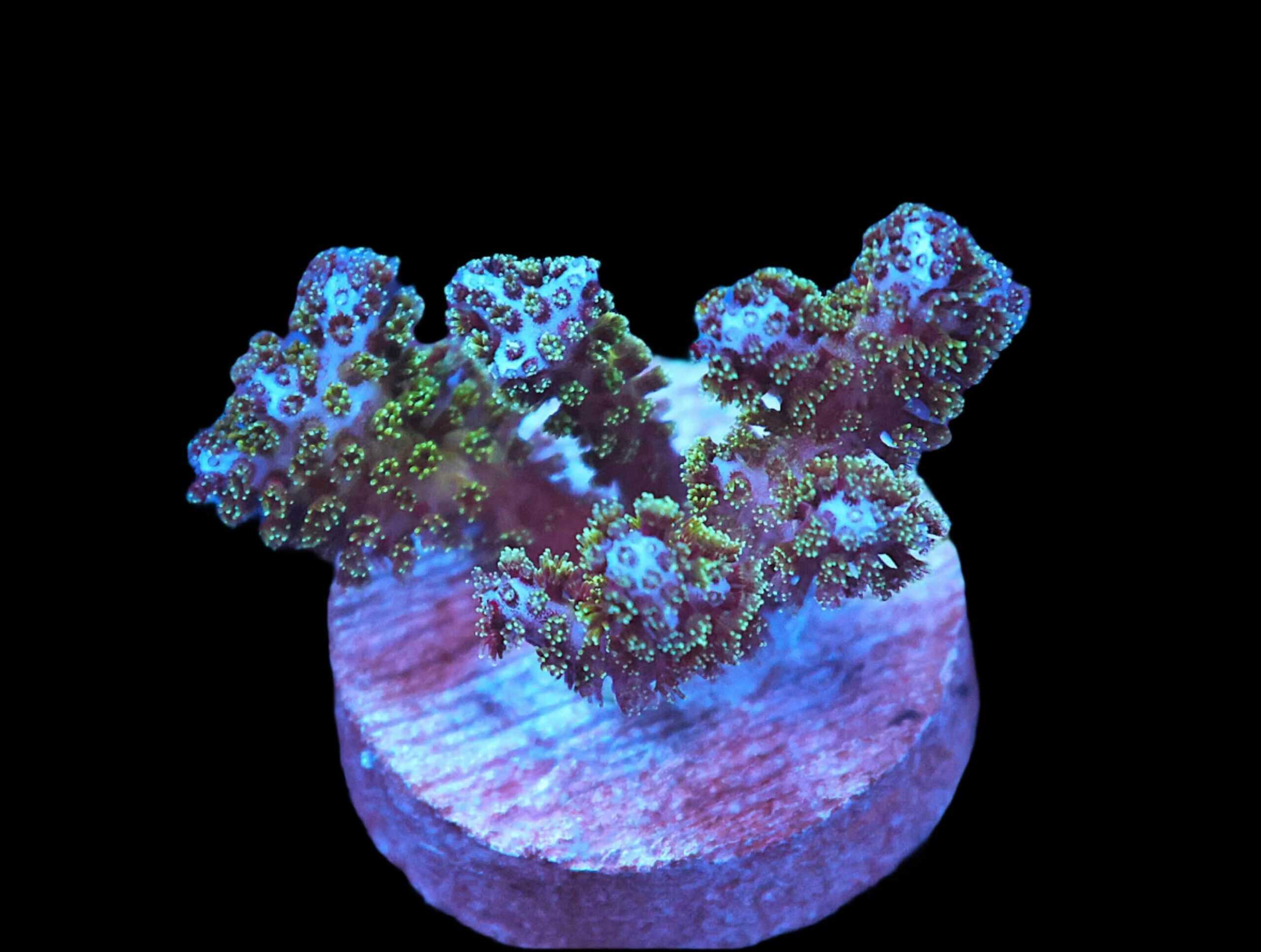 SDC Frozone Pocillopora; Cultured - Pocillopora sp