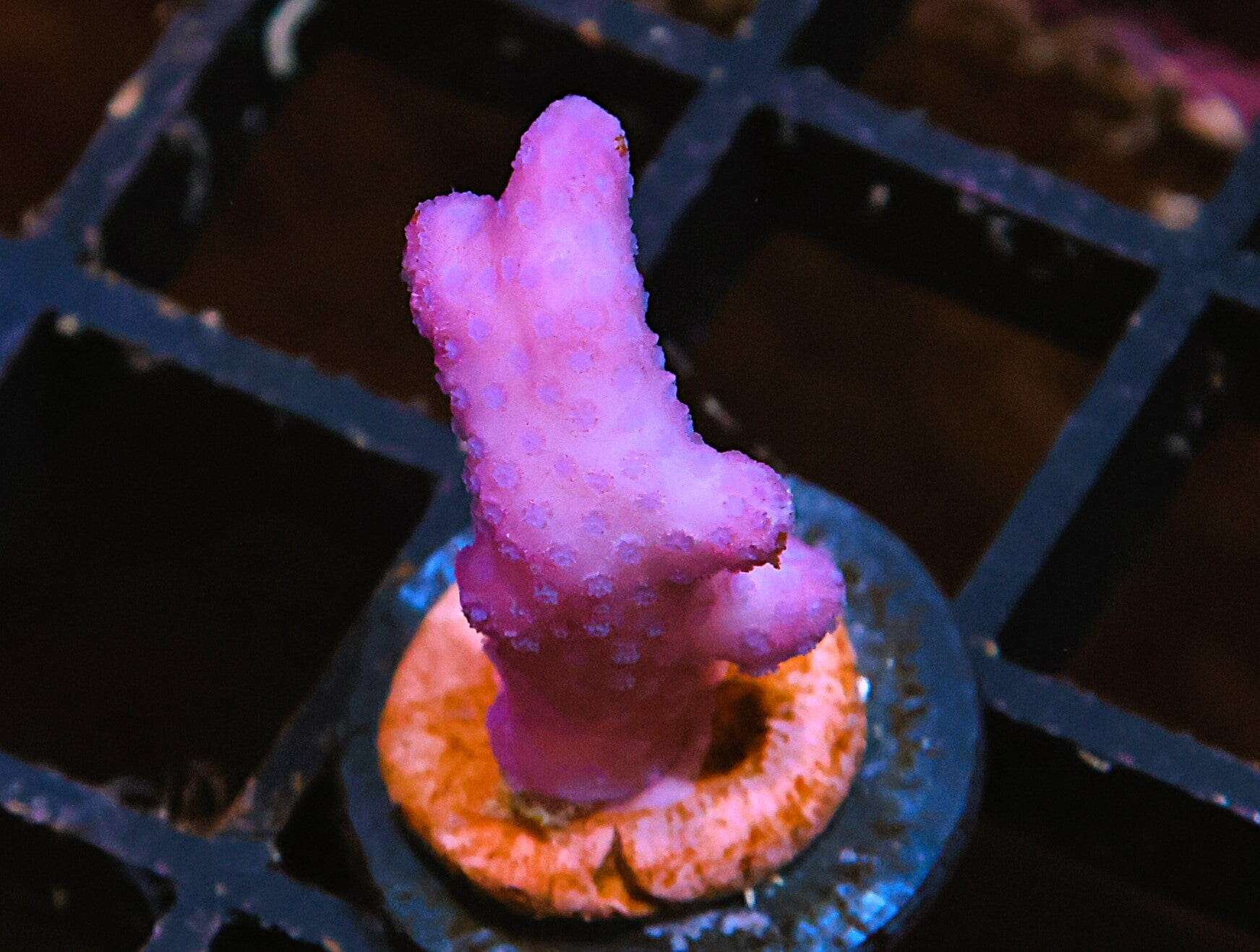 SDC Pink Flamingo Stylophora; Cultured - Stylophora sp