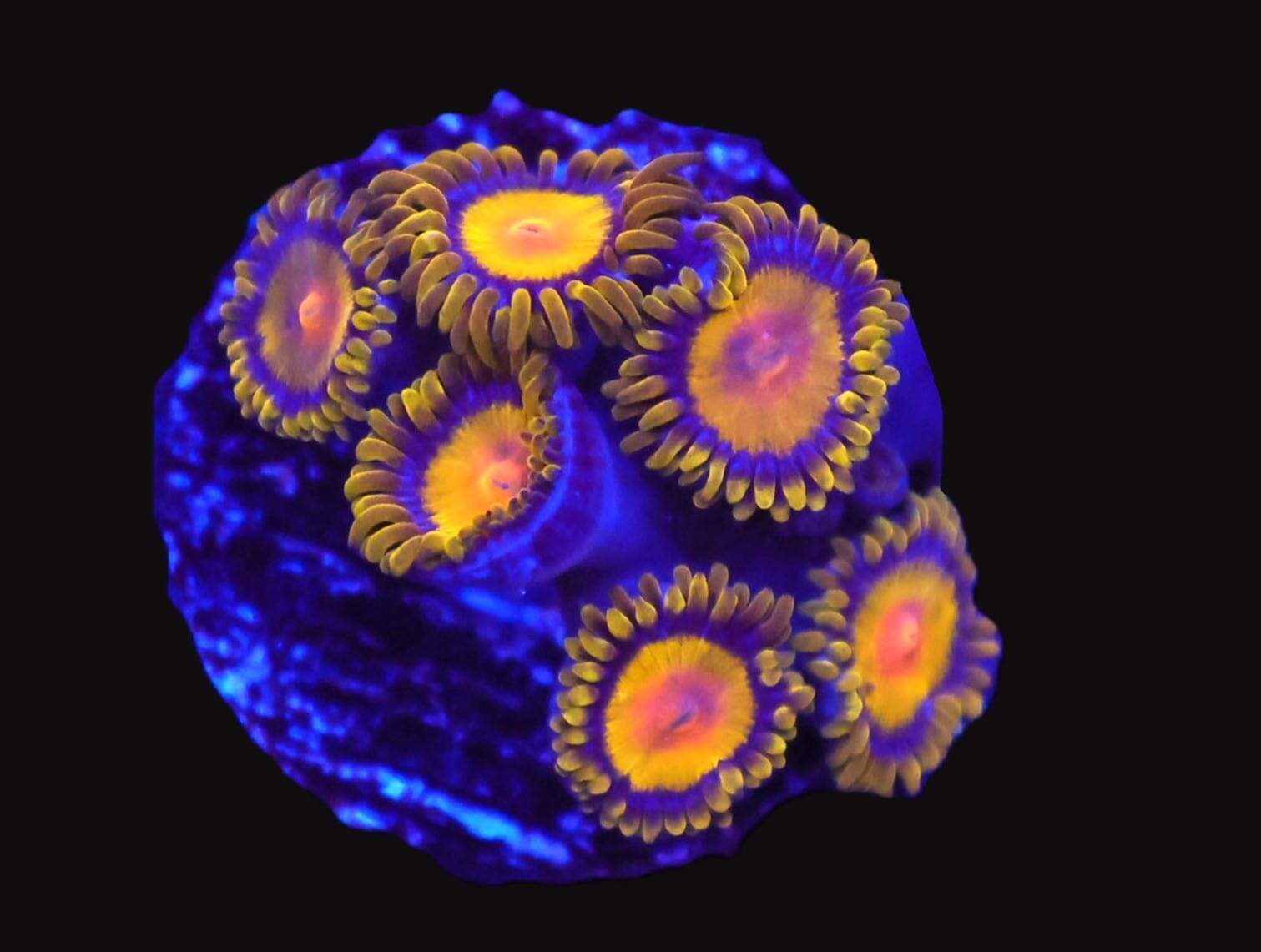 TSA Florida Orange Zoa; Cultured - Zoanthid sp