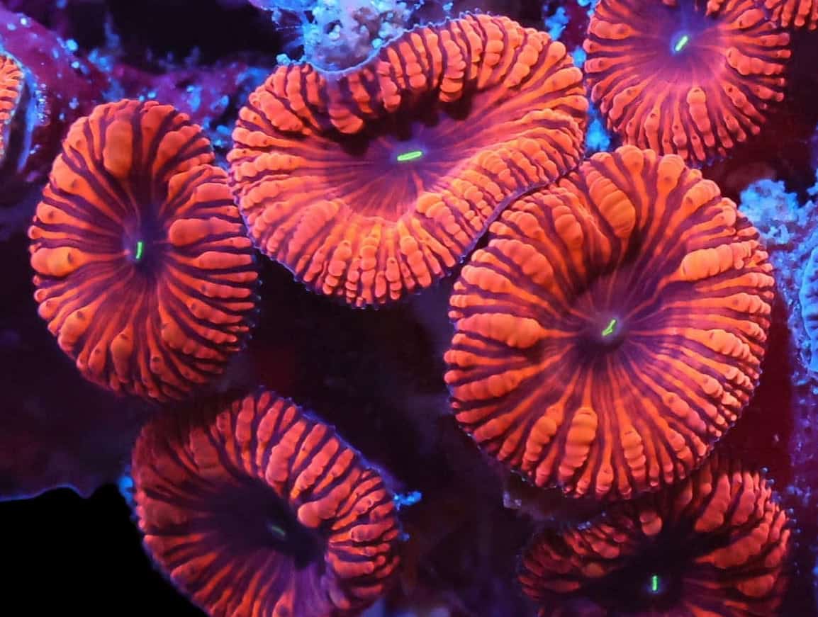 Blasto.Wellsi; SUPER; Aus.- Blasto.wellsi PRICE PER POLYP- MIN 2 POLYPS PER PLUG- MIN ORDER 2 POLYPS