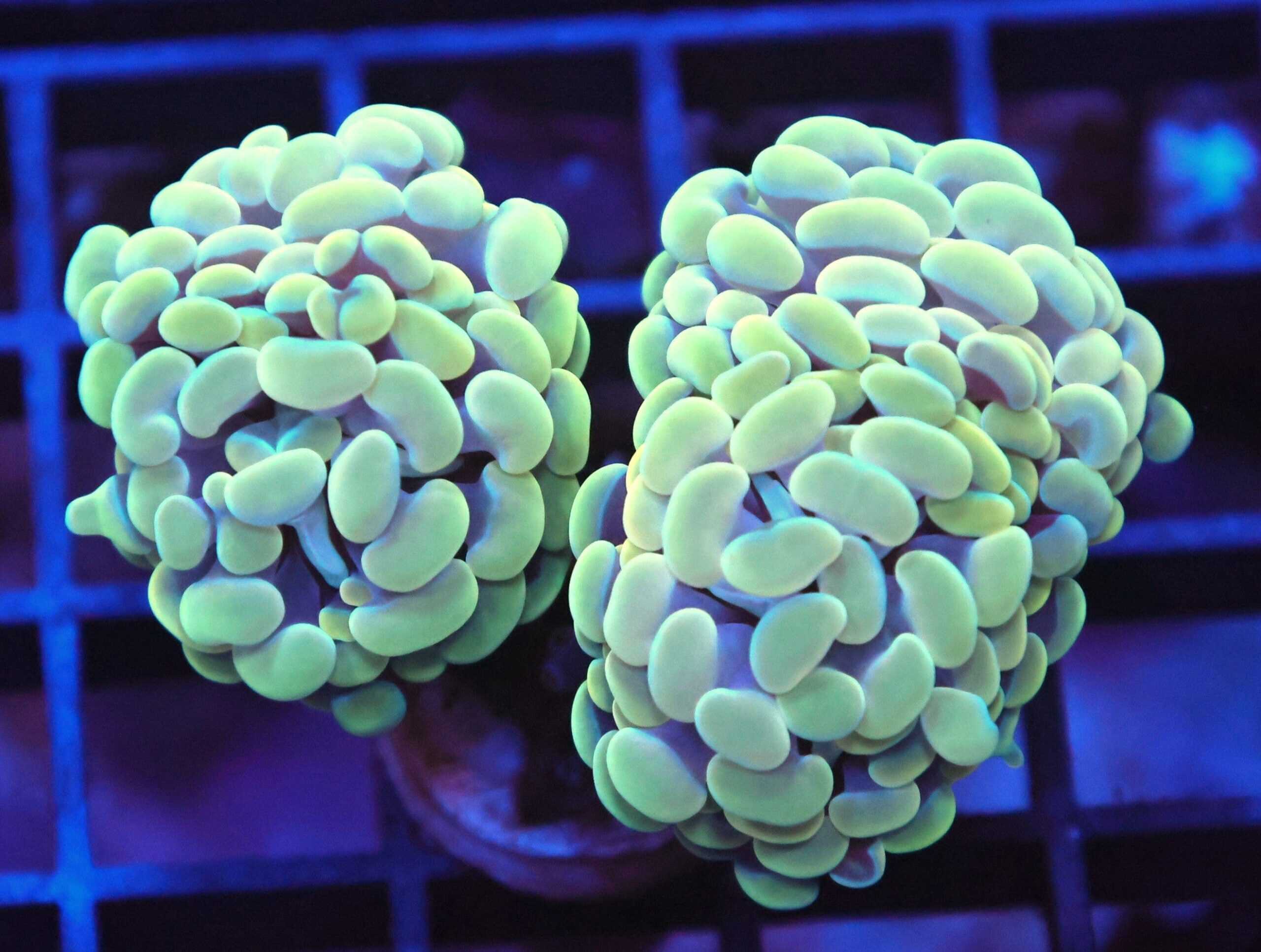 Hammer Coral; Branch; Gold (Per Polyp) - Euphyllia paraancora