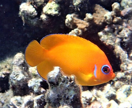 Lemonpeel Angelfish Orange Marshall Islands orange dwarf angelfish with blue accents