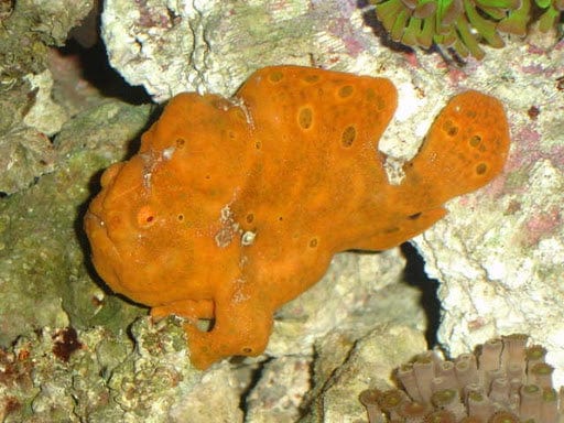 Super Colored Anglerfish with vivid red and orange coloration