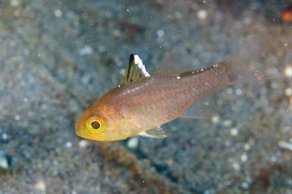 Cardinal: Frost Fin