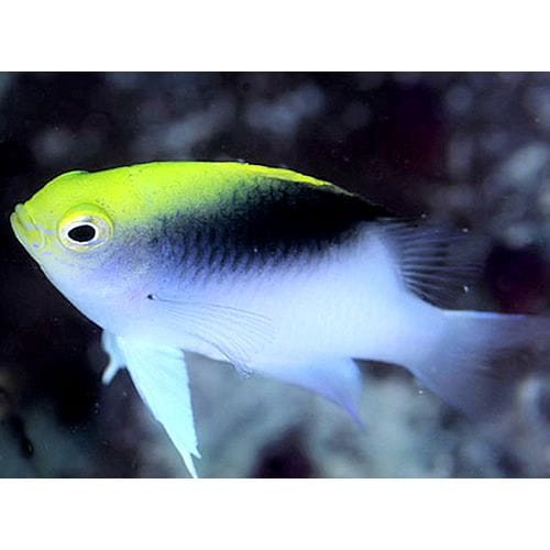 Roland Damsel - Chrysiptera rollandi
