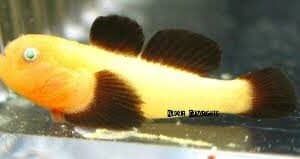 Goby: Panda