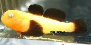 Panda Goby - Paragobius lacunicolus