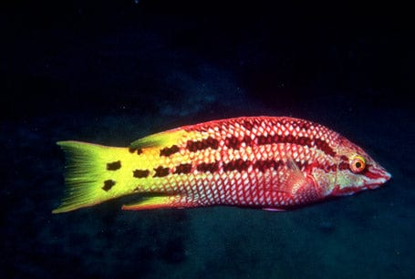Hogfish: Costa Rica