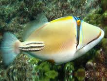 Assasi Trigger; Red Sea - Rhinecanthus assasi
