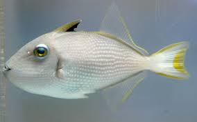 Bluejaw Trigger; Female - Xanthichthys auromarginatus