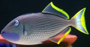 Bluejaw Trigger; Male - Xanthichthys auromarginatus