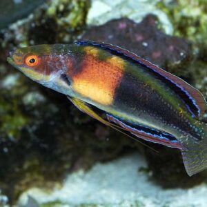 Wrasse: Balteatus Fairy; Female