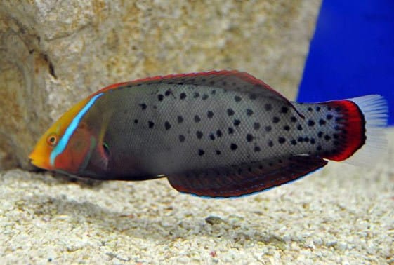 Formosa Wrasse - Coris formosa