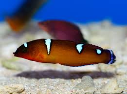 Formosa Wrasse; Juv. - Coris formosa